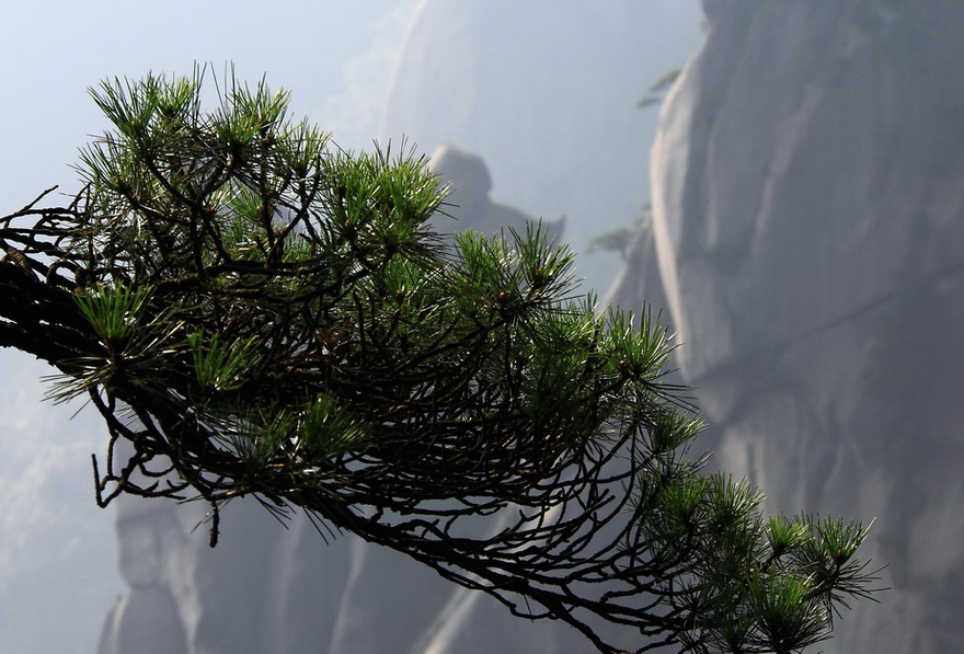 三清山—松 摄影 风与水