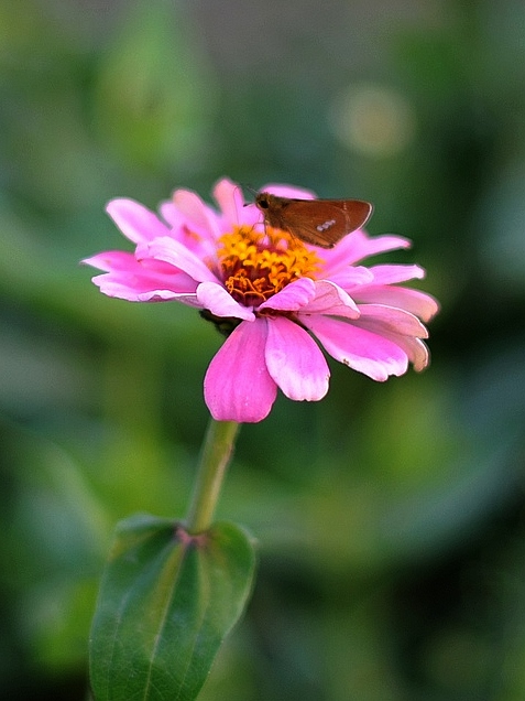 蝶恋花 摄影 叶韵