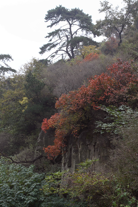 今年的香山红叶 摄影 yjywly