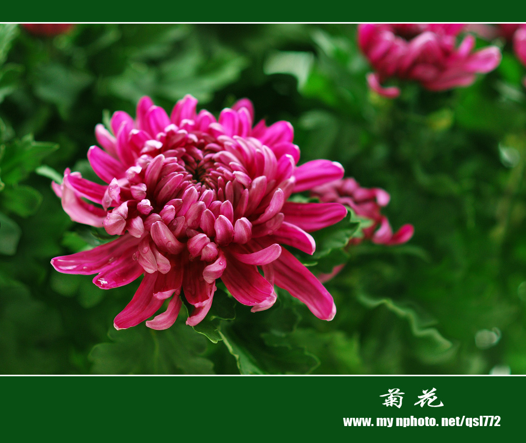 菊花   （请点击放大后观看） 摄影 qsl772