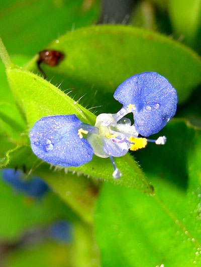 无名花3 摄影 忆怜悠梦