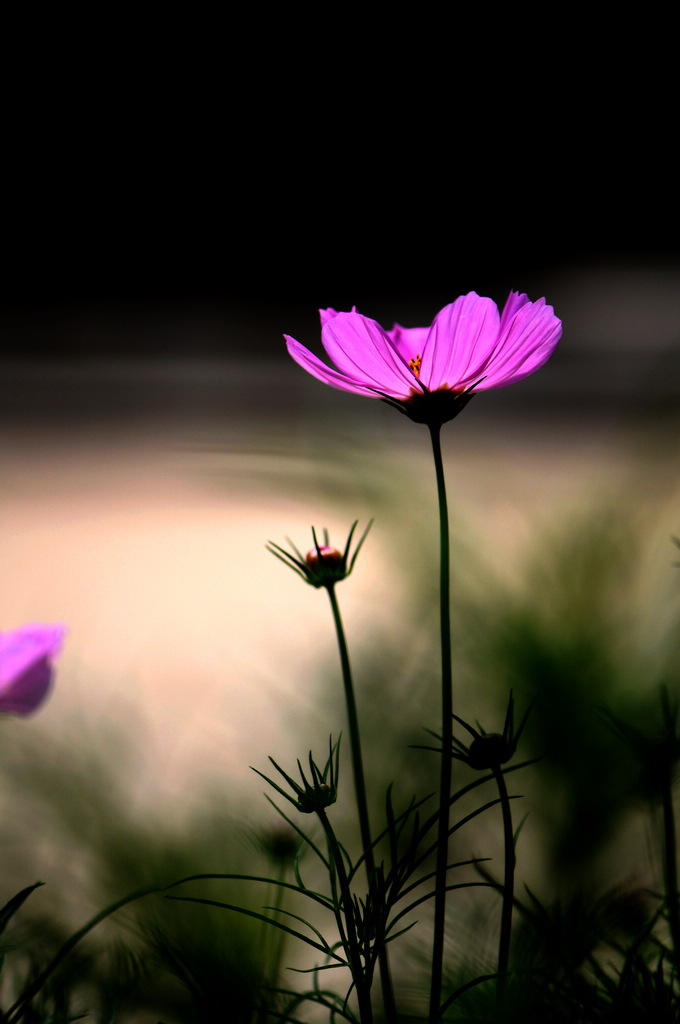 美丽格桑花 摄影 虚拟现实