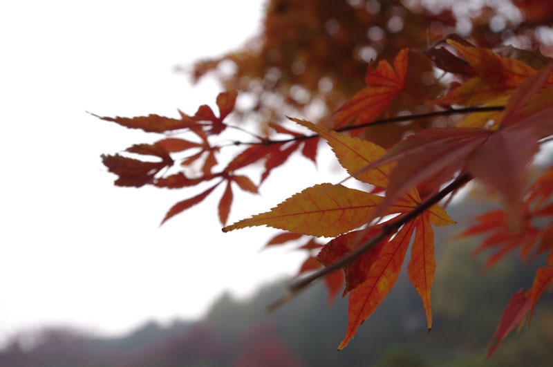 深秋红叶 摄影 油菜花2010