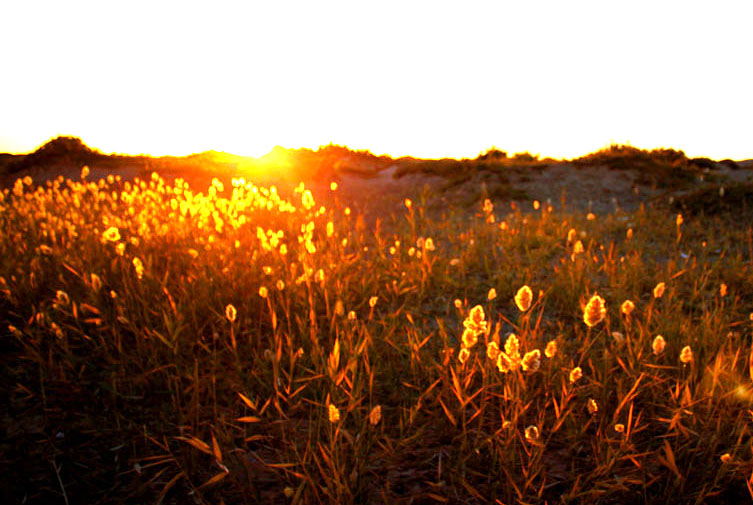 夕下芦苇 摄影 歌声