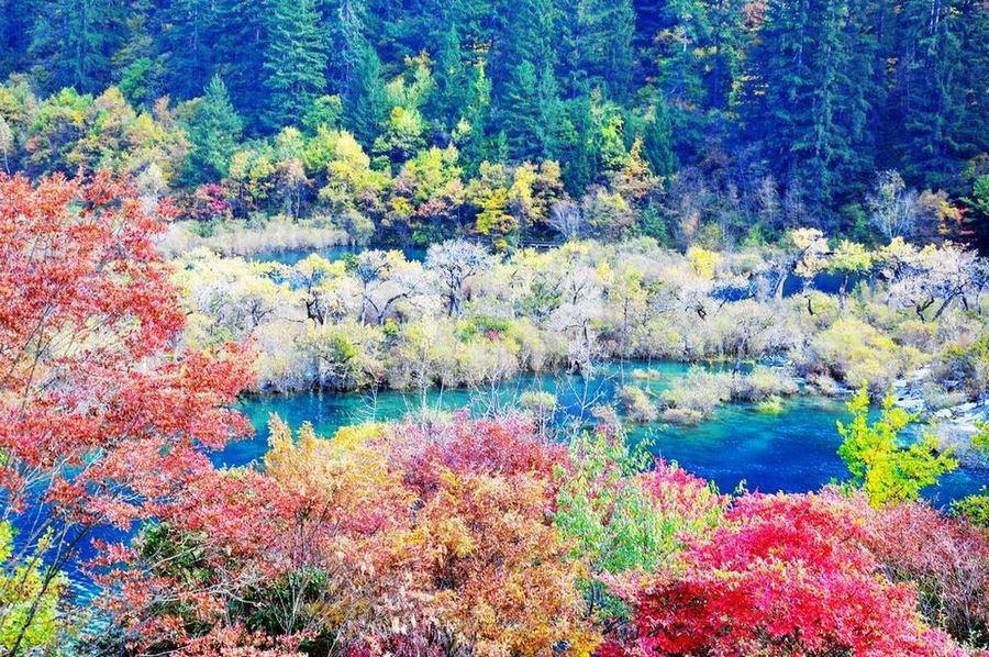 九寨沟之秋 摄影 影影顺顺