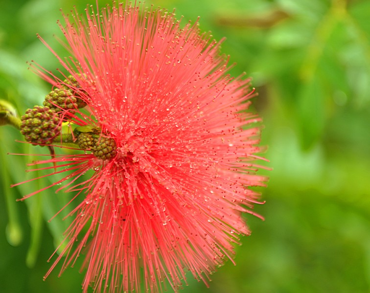 ?花 摄影 丁江