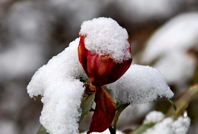 下雪啦 摄影 leezongke