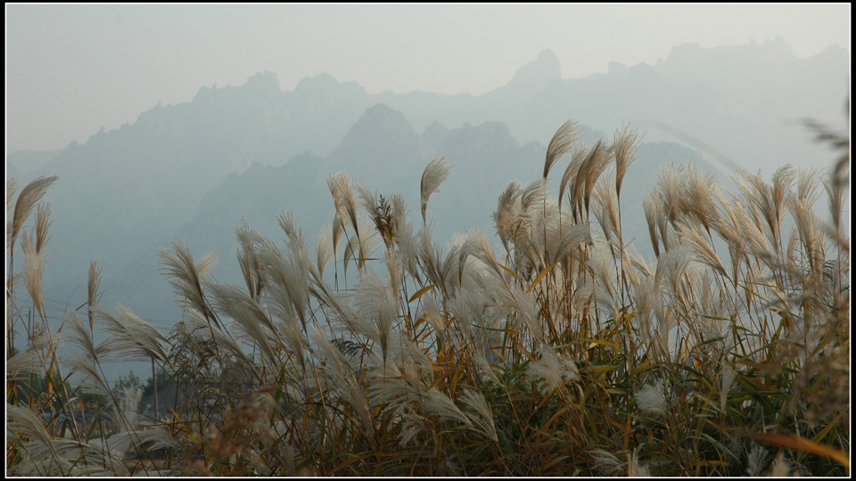 芦荡山影 摄影 瞬间世界