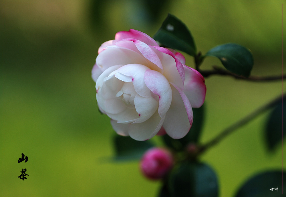 《山茶》 摄影 都来评评