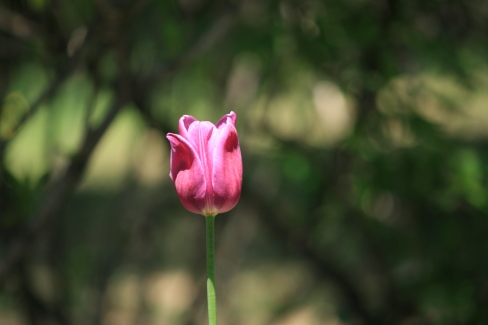 孤芳自赏 摄影 qdongh