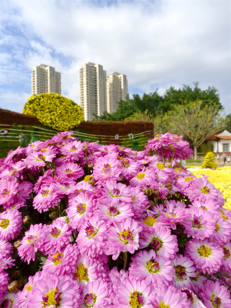 不是花中偏爱菊，此花开尽更无花 摄影 秋风秋雨