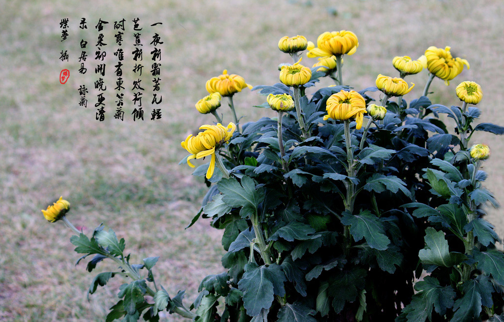 菊花 摄影 蝶梦