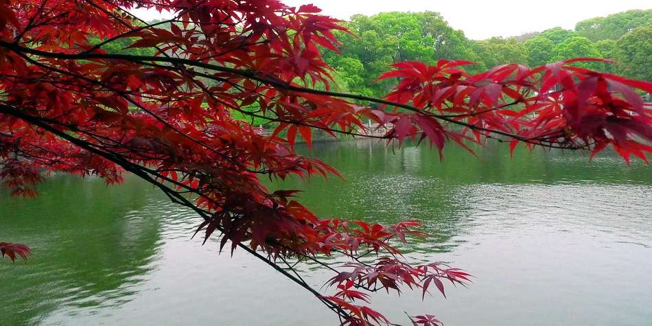 岳阳君山风光 摄影 广北永贵