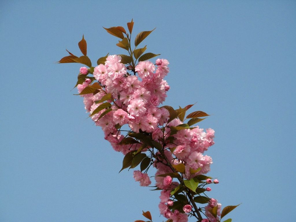 春暖花开2010〈2〉 摄影 季雨飞扬