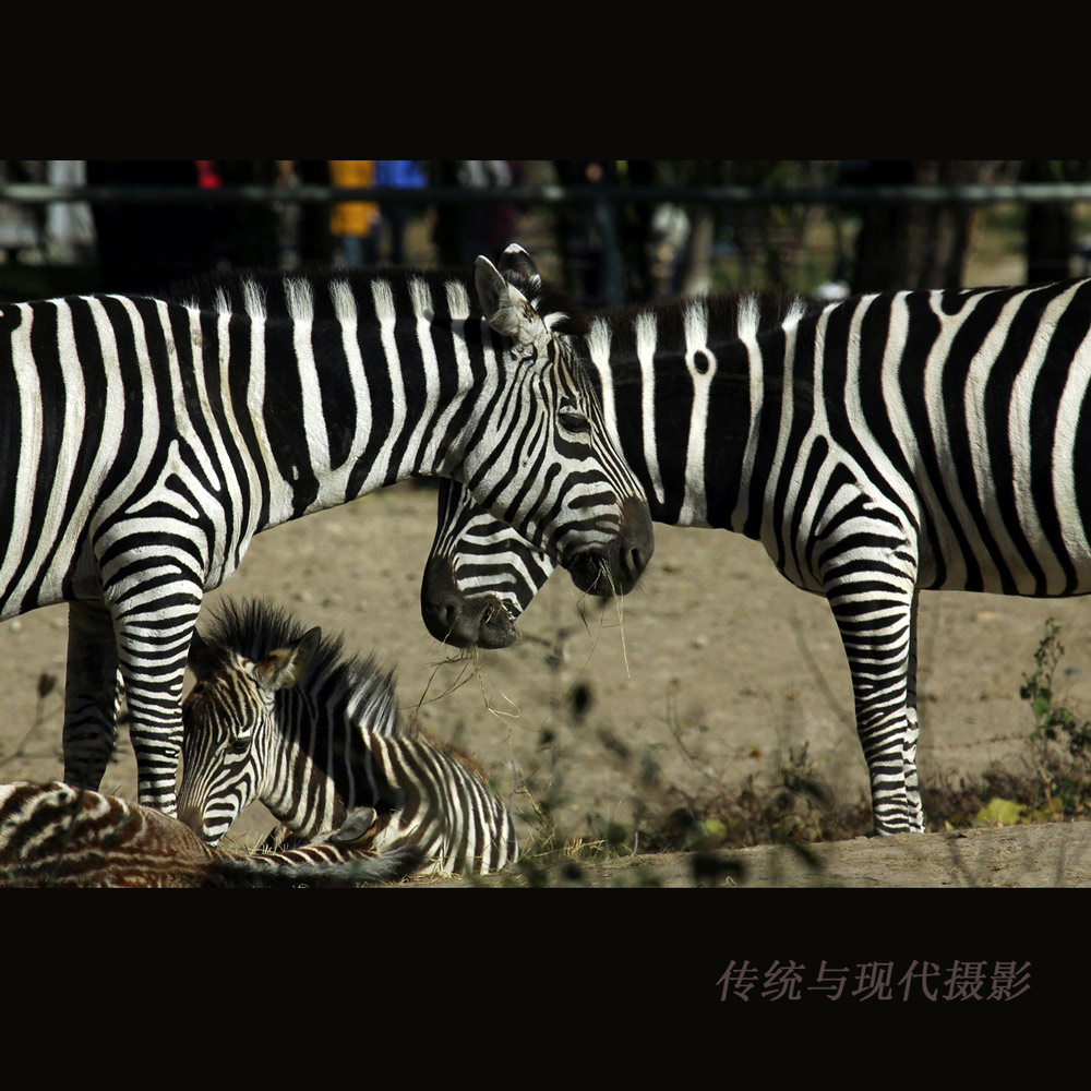 依偎 摄影 传统与现代