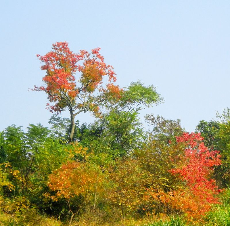 秋景 摄影 笨点