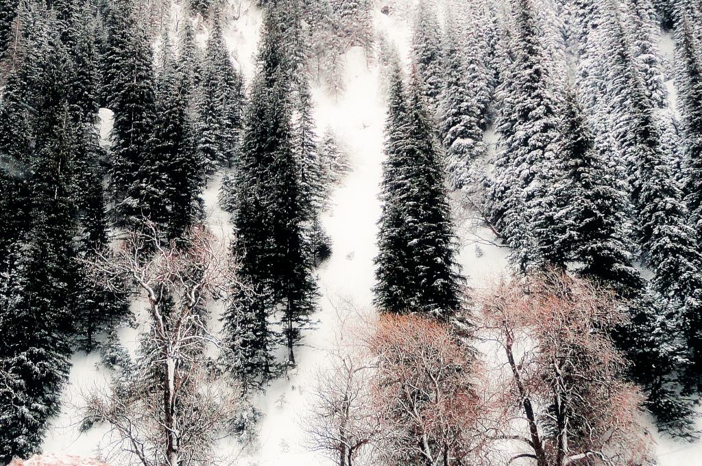 雪，松景 摄影 力强