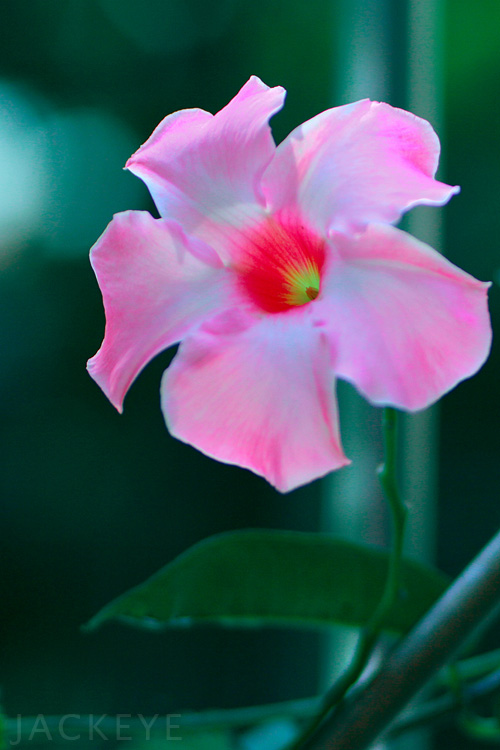 我家的海南飘香花 摄影 小勇勇