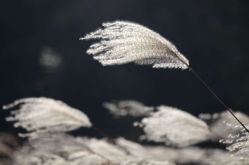 清风抚芦花 摄影 无限江山