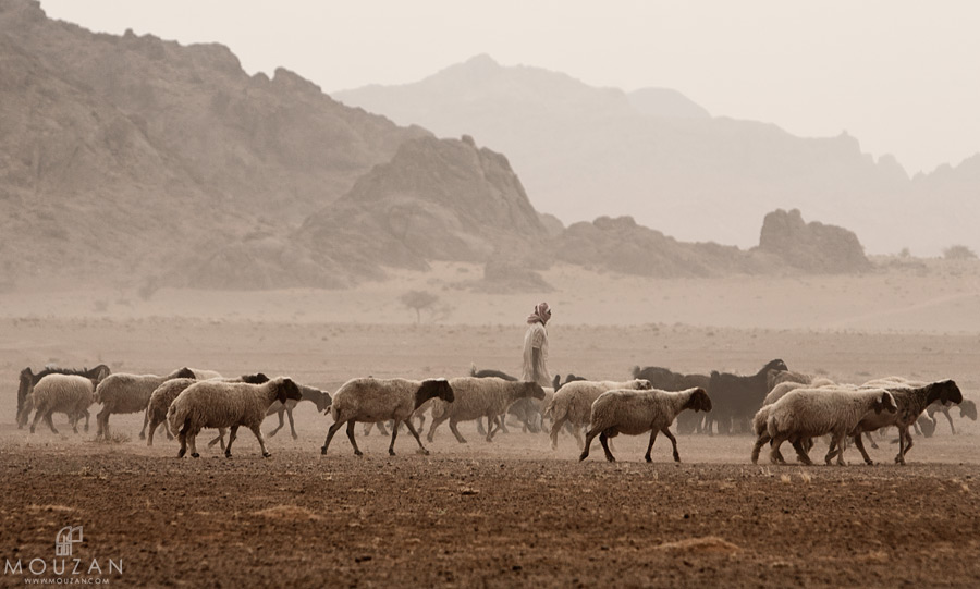 Shepherd and sheep 摄影 mouzan