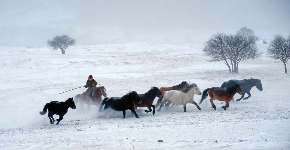 冰雪牧马图 摄影 游摄四方