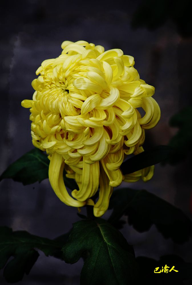 重庆十四届菊花展 摄影 巴渝人