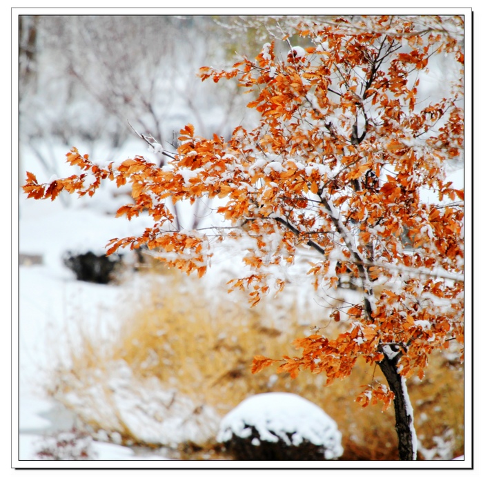 雪映点红扮新芳 摄影 戒得居士