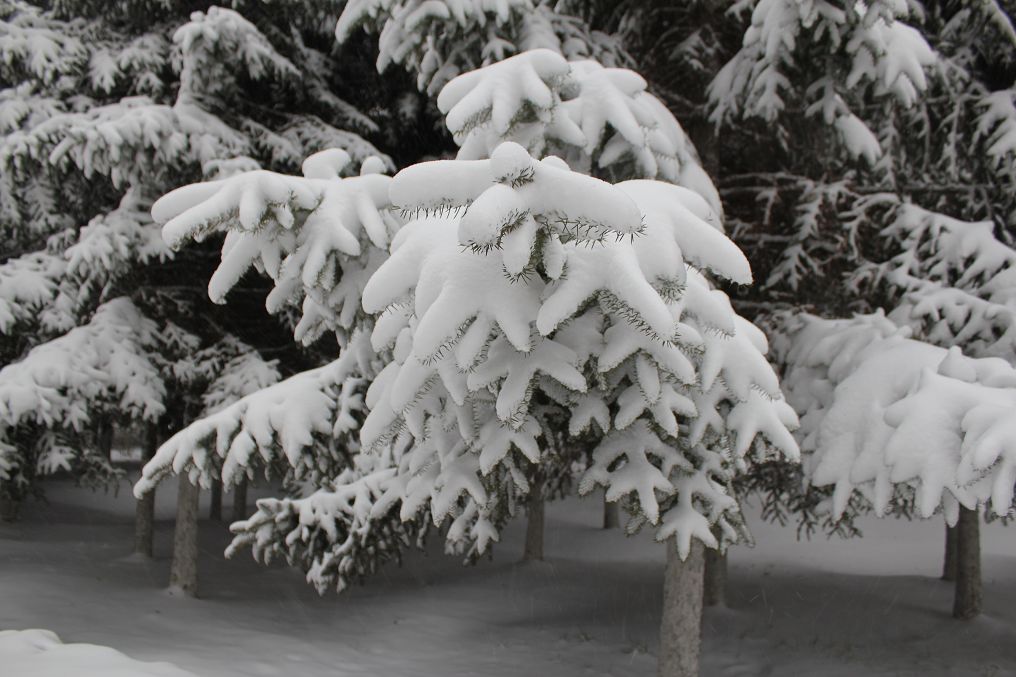 第一场雪 摄影 晨风飘旭