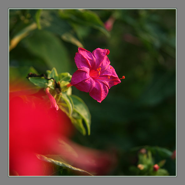 胭脂花 摄影 青花鱼