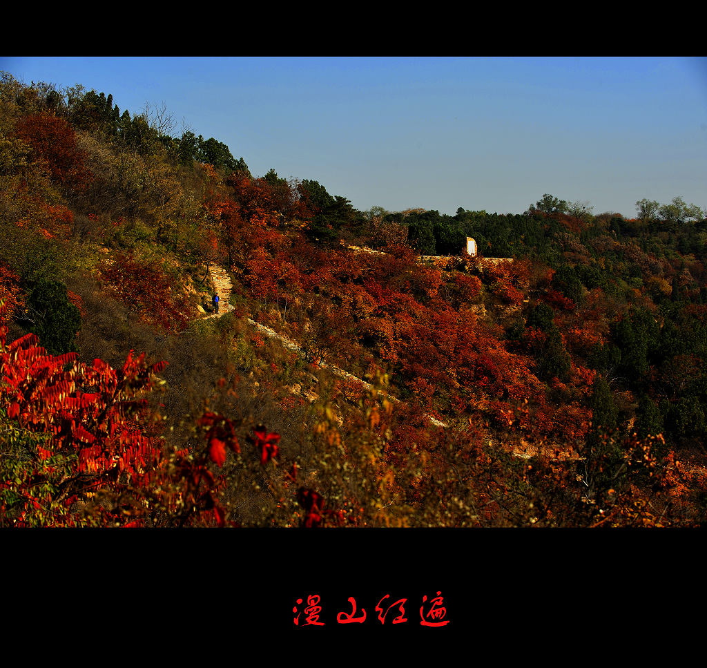 漫山红遍 摄影 善舍