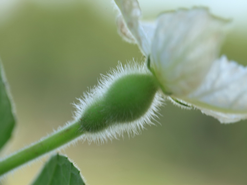 小葫芦 摄影 止下水下