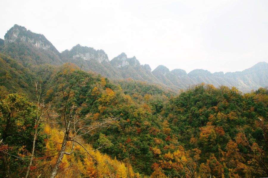 高山红叶 摄影 鼠老大