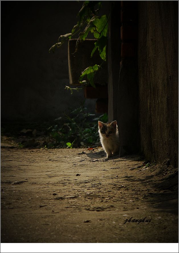 邻家丶小猫 摄影 毛毛虫的眼泪