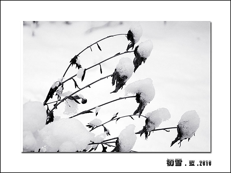 初雪.2010.（3） 摄影 指间.蓝