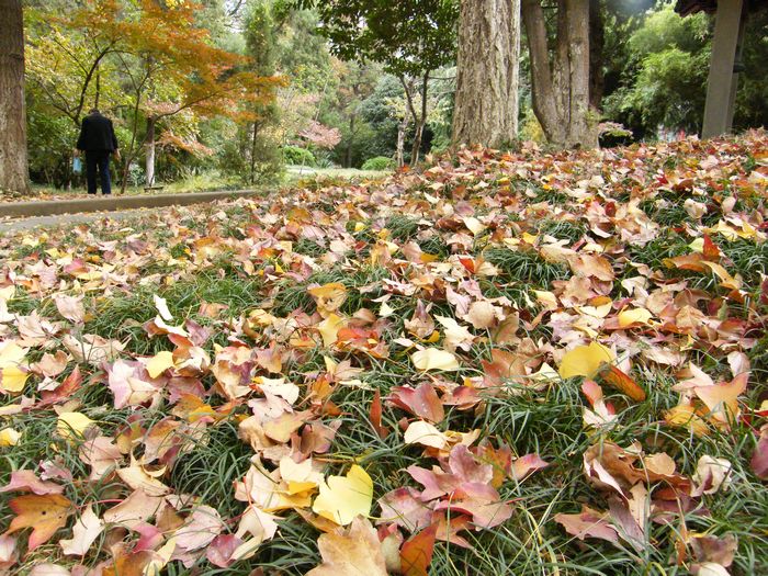 南京大学校园 摄影 chenruoping