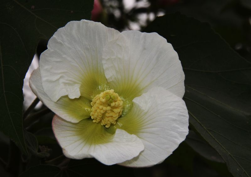 木芙蓉 摄影 马鞍山人