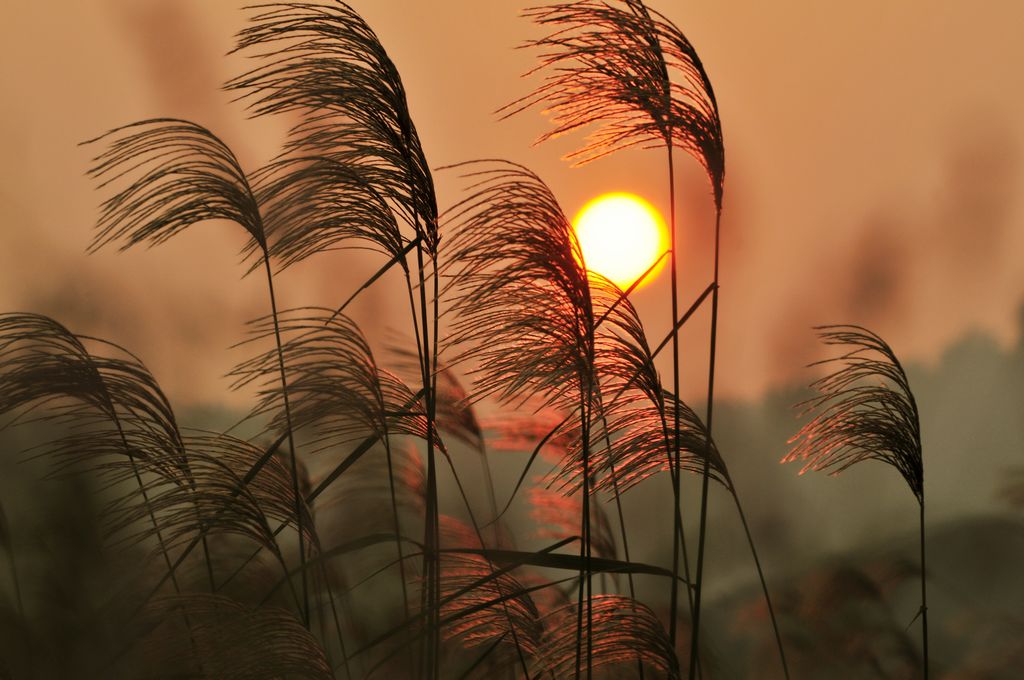 花飞漫天夕阳红 摄影 wufei629000