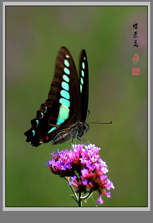 蝶恋花 摄影 九里堤