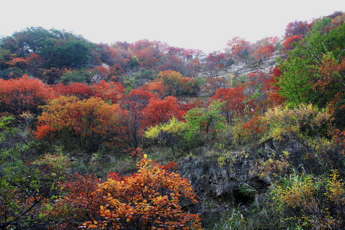 层林尽染 摄影 南山又一村