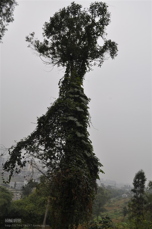 擎天 摄影 傾鯎眀戀