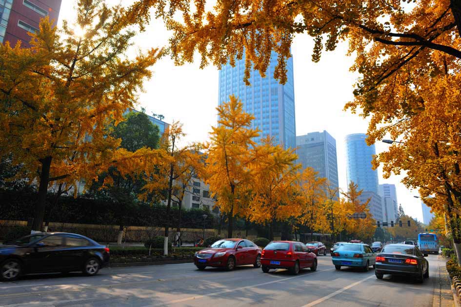 南京的秋天街景 摄影 秋天的人