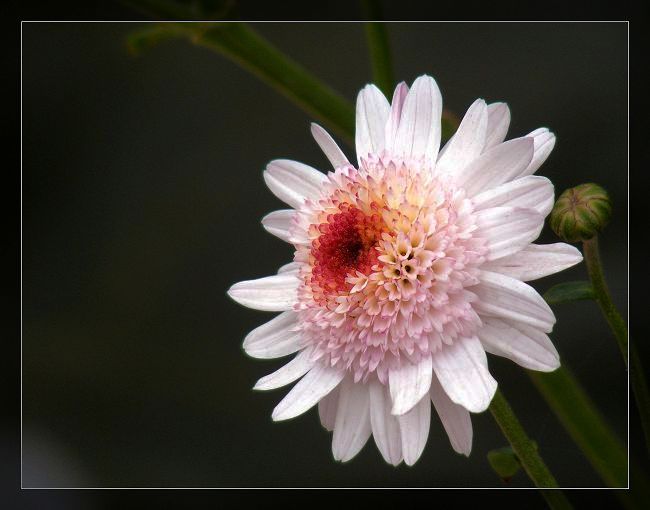 菊花 摄影 怡然自若