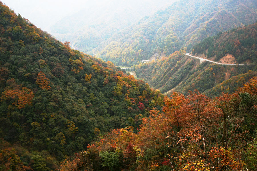 高山红叶 摄影 鼠老大