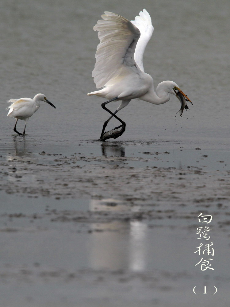 飞鹭捕食 摄影 datian