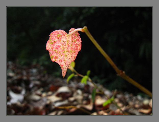 知秋 摄影 青花鱼