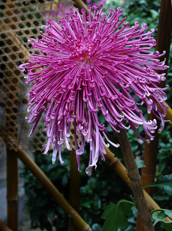 菊花 摄影 展红旗