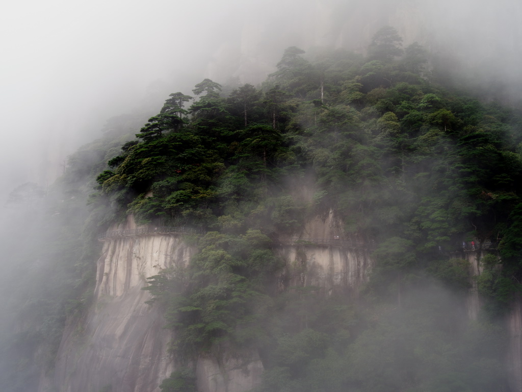 大盆花 摄影 山阴道上走