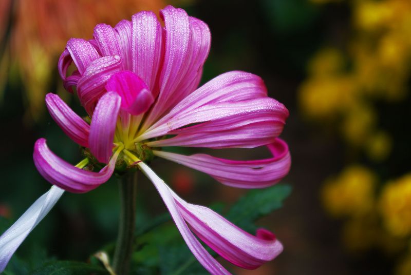 菊花 摄影 蓝陌