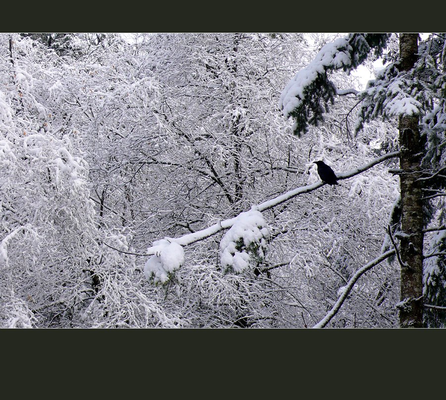 相思风雪中 摄影 徒手流浪