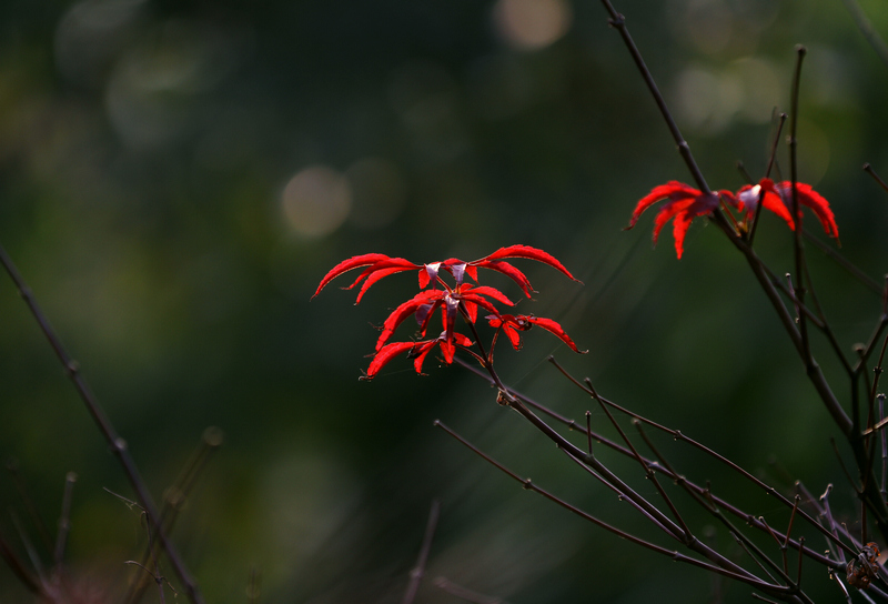 “秋芽” 摄影 画中画